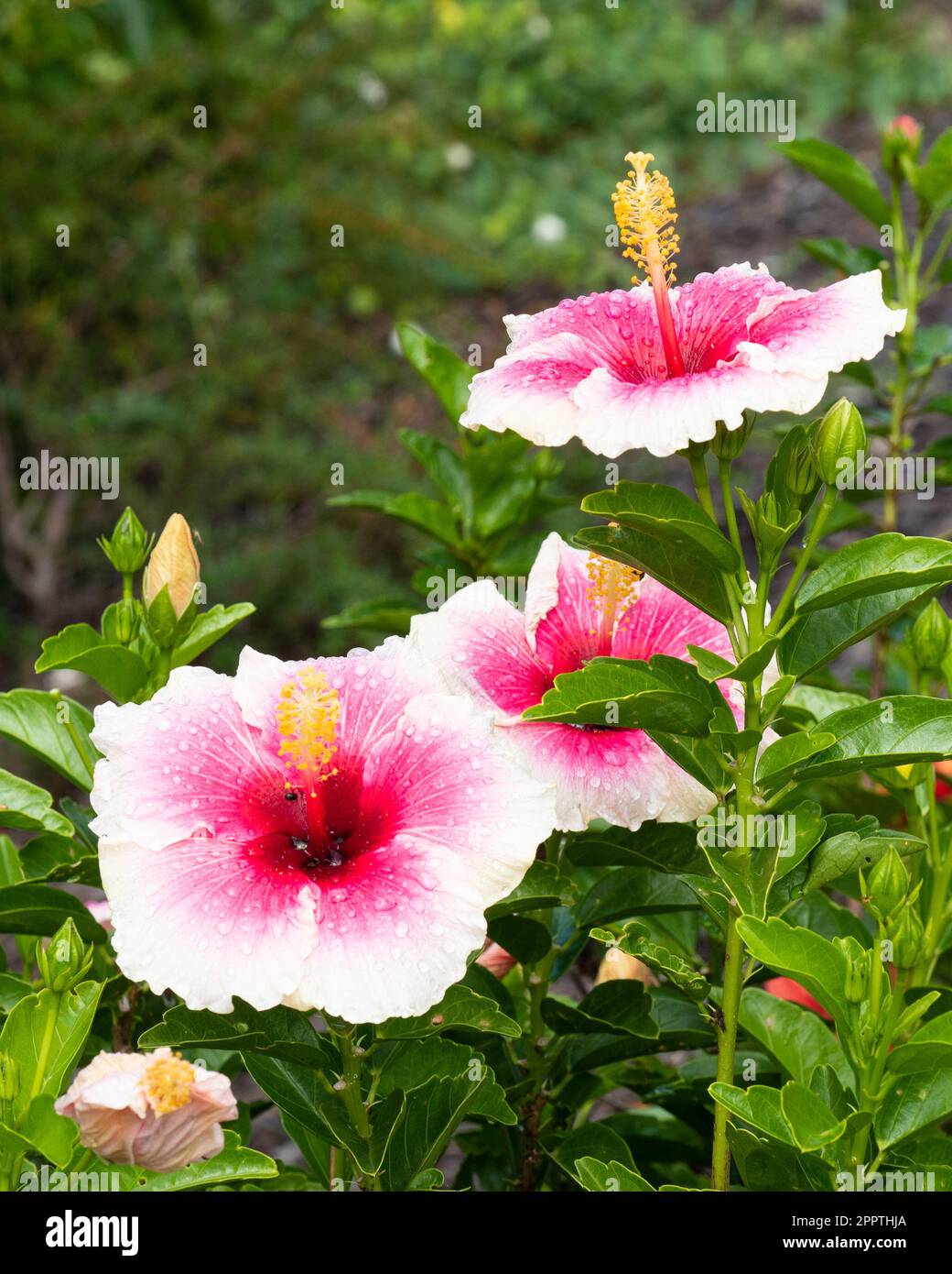 Hibiscus flowers, Hot pink and pastel ‘Shabby Chic” in wet leafy green