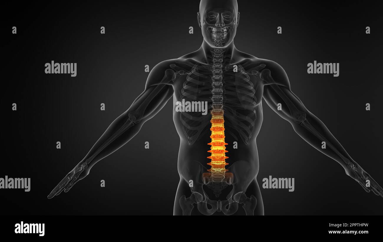 Backbone Backache Science Anatomy Scan Of Human Spine Bones Glowing