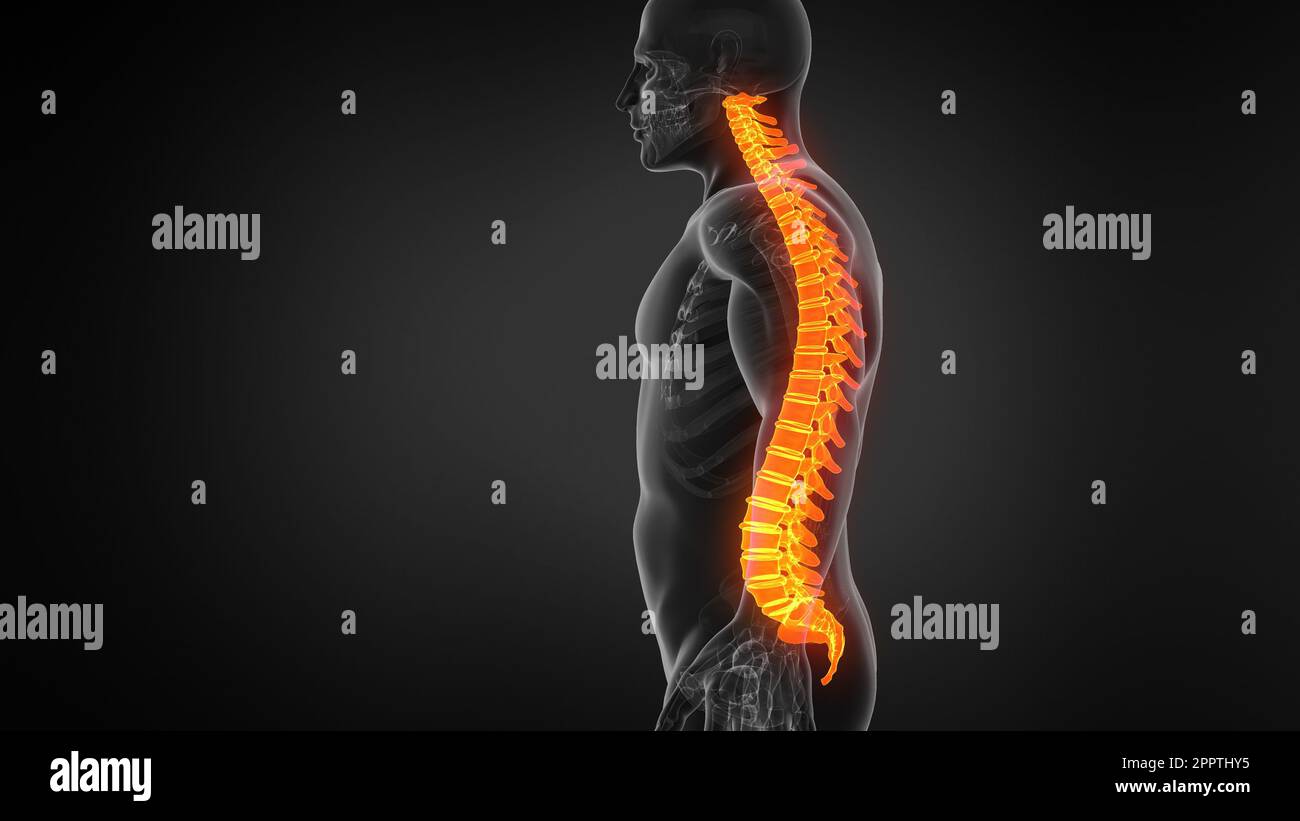 Anatomy of Human Spine Structure Stock Photo - Alamy