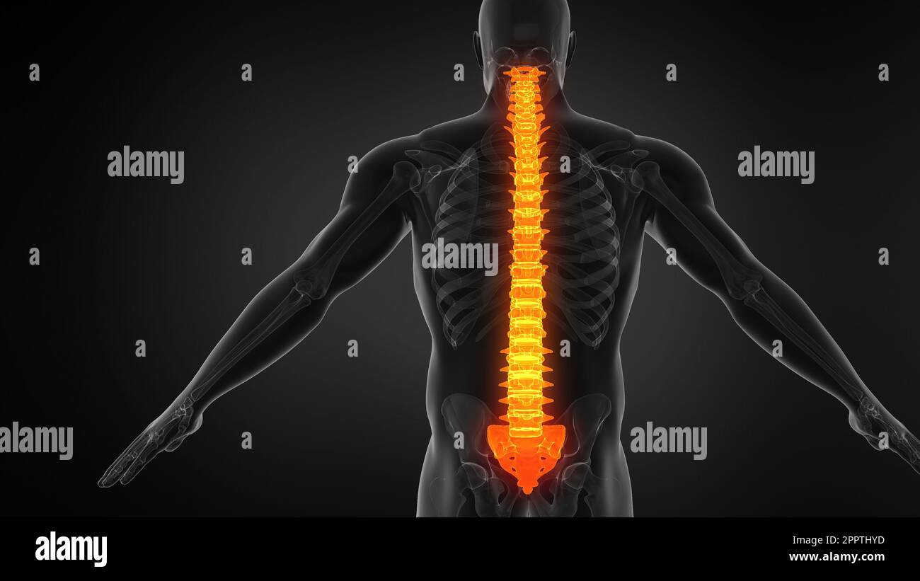 Anatomy of Human Spine Structure Stock Photo - Alamy 