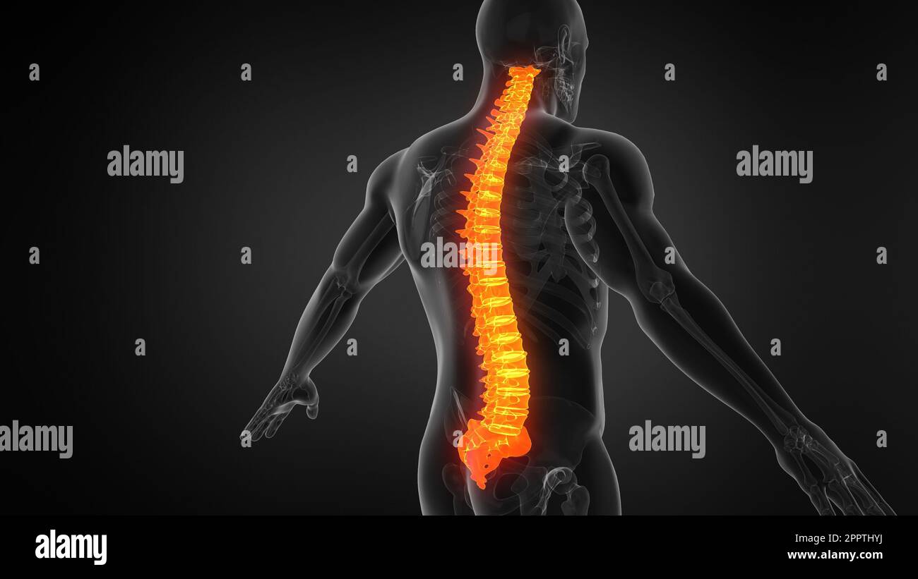 Anatomy of Human Spine Structure Stock Photo - Alamy