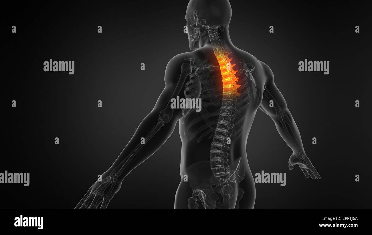 Human Anatomy Animation Showing Spine Structure Stock Photo - Alamy
