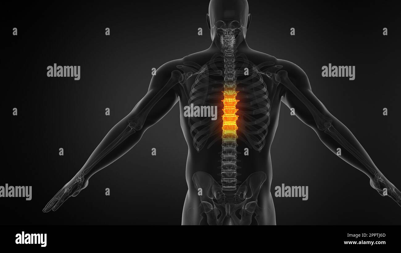 Human Anatomy Animation Showing Spine Structure. Stock Photo