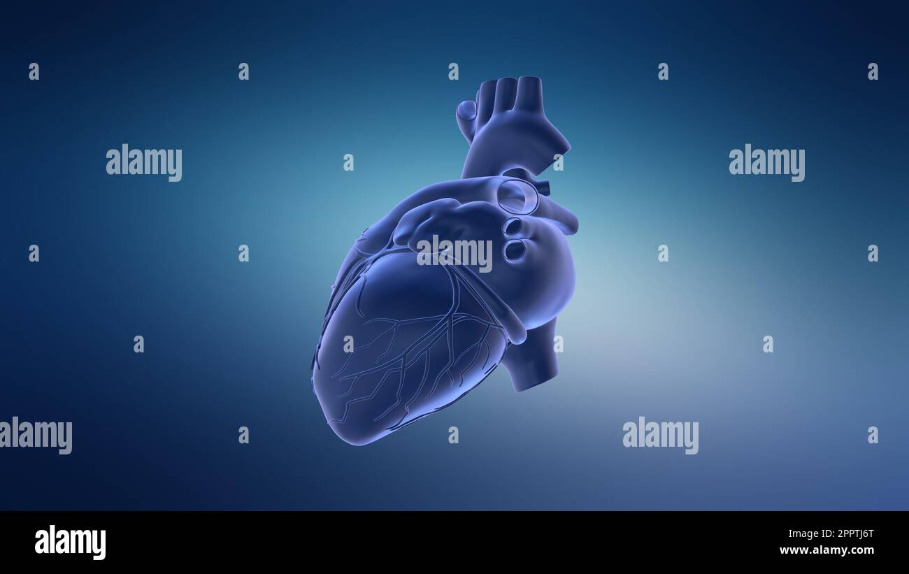 Human Circulatory System Heart Beat Anatomy Animation Concept Stock Photo