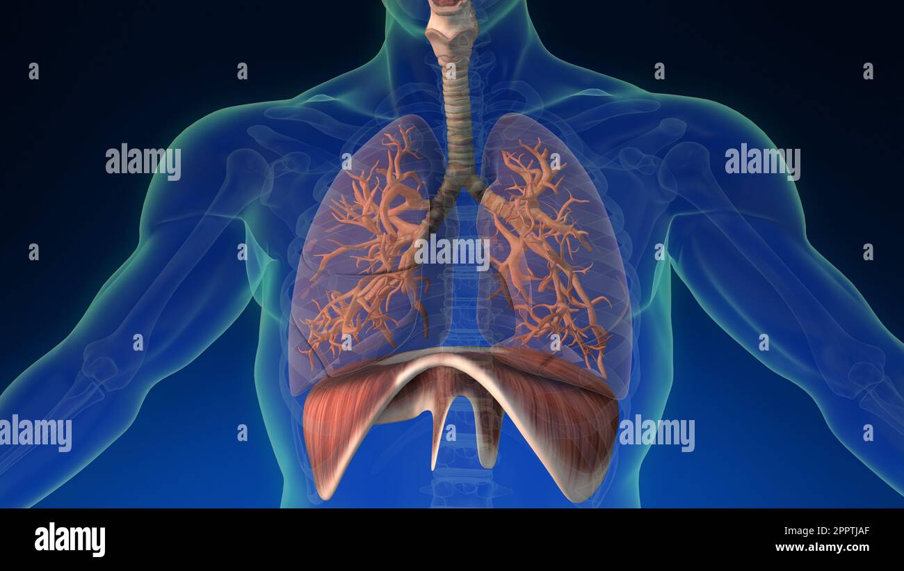 Medical 3d animation of the human lung inside human body with its parts visible. Medically accurate animation of the human lungs. Stock Photo