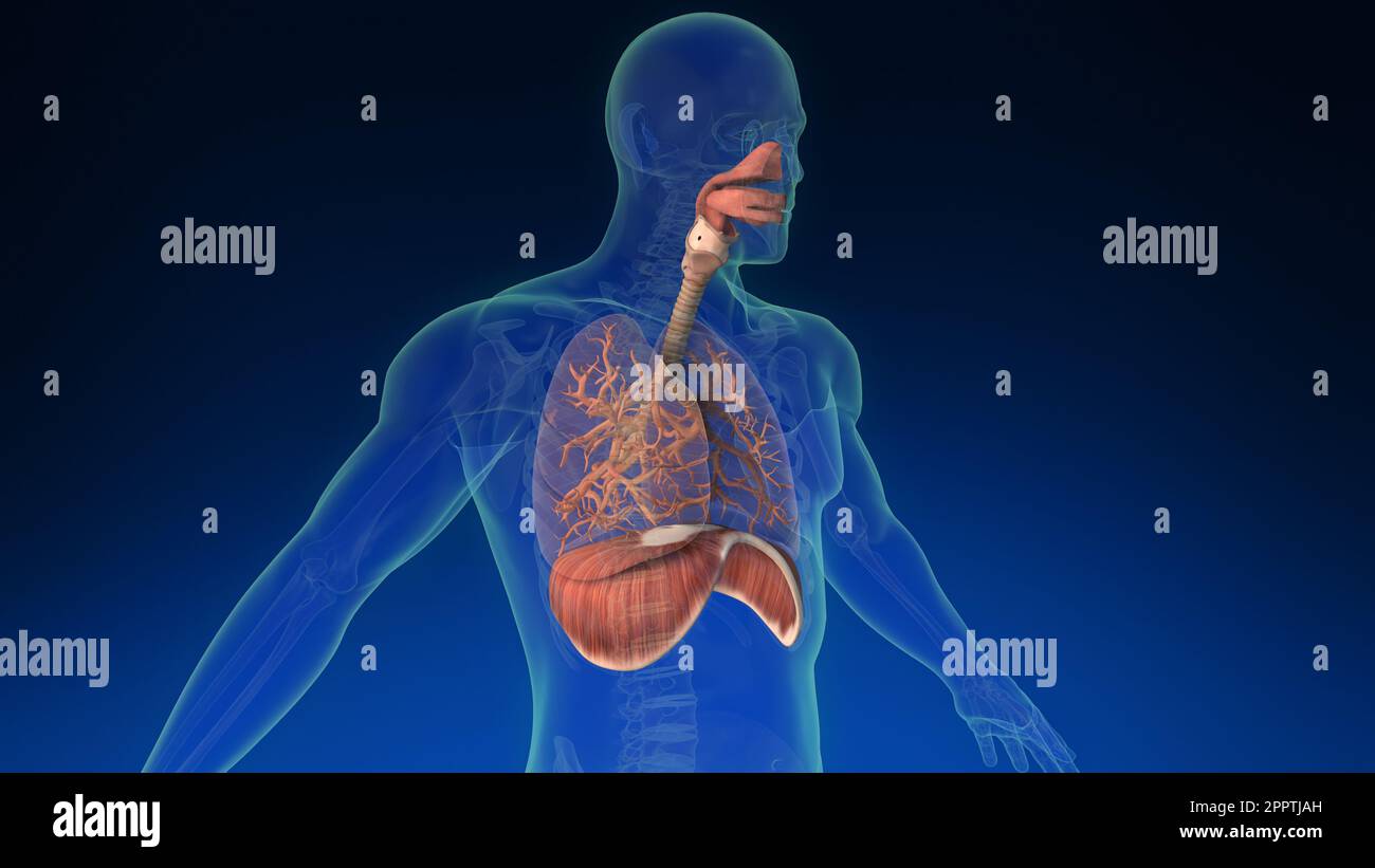 Medical 3d animation of the human lung inside human body with its parts visible. Medically accurate animation of the human lungs. Stock Photo