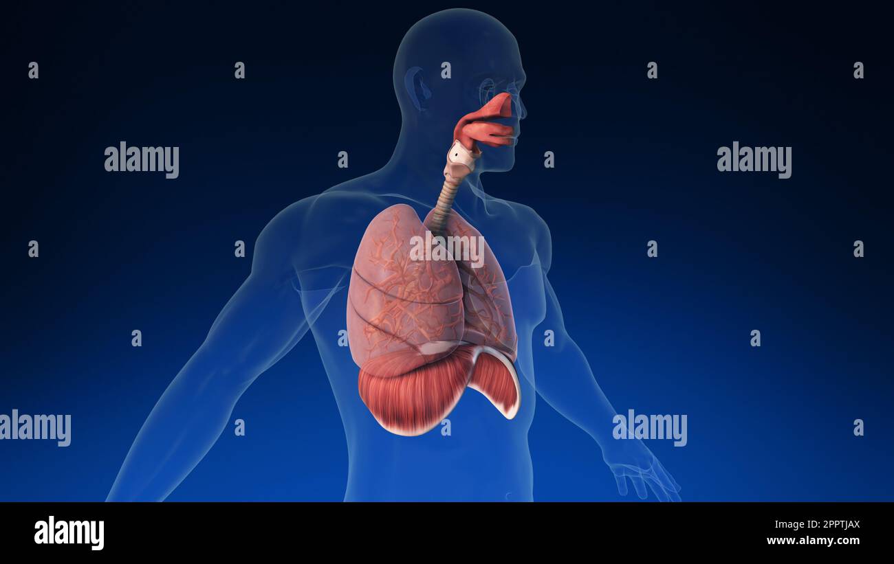 Medical 3d animation of the human lung with its parts visible. Medically accurate animation of the human lungs. Stock Photo