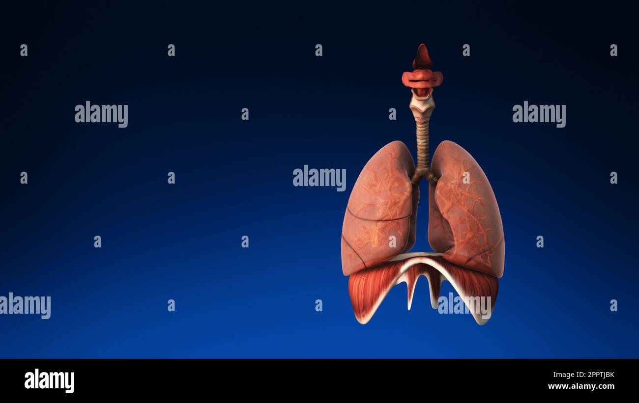 Medically accurate animation of the human lungs. Stock Photo