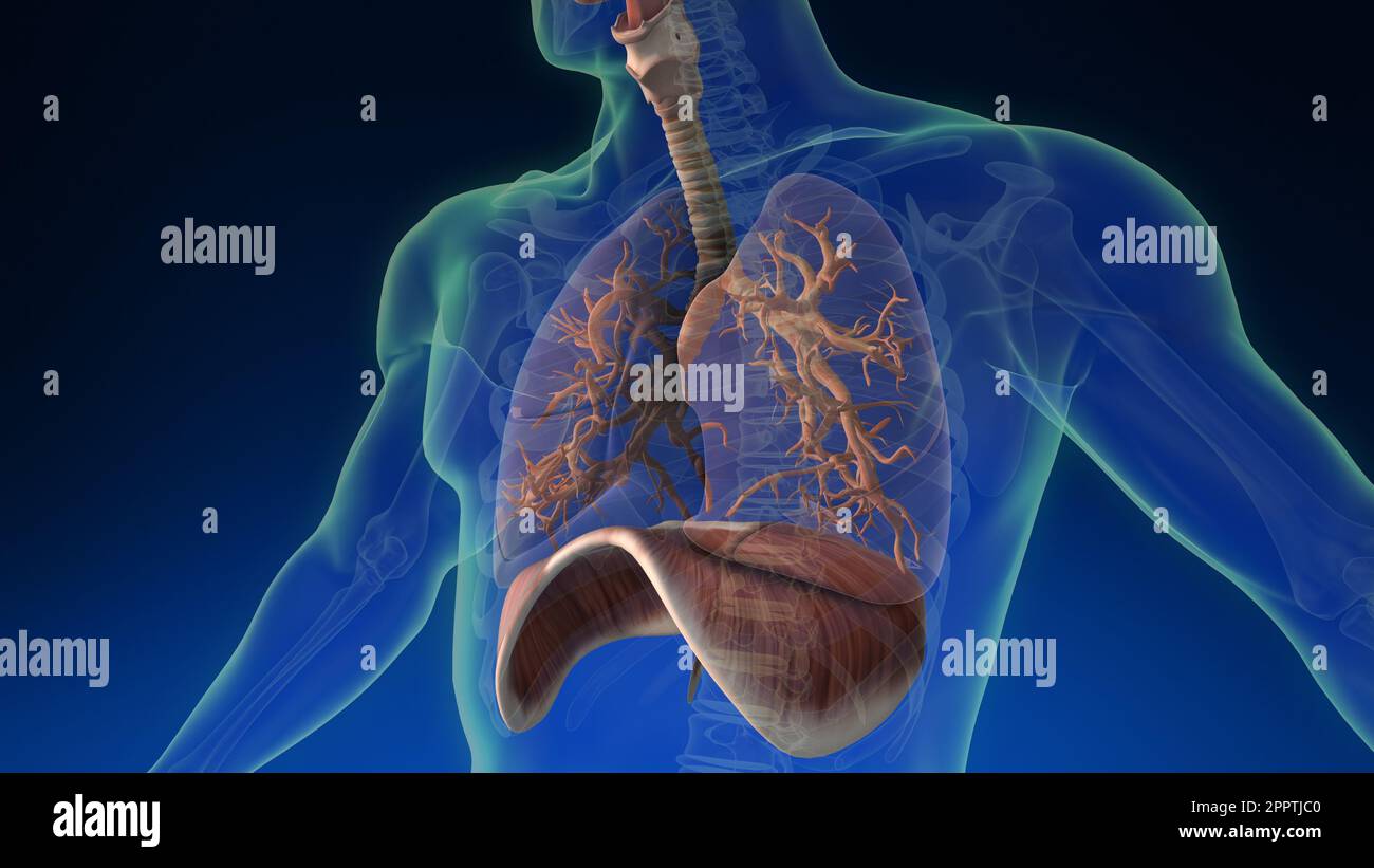 Medically accurate animation of the human lungs. Stock Photo
