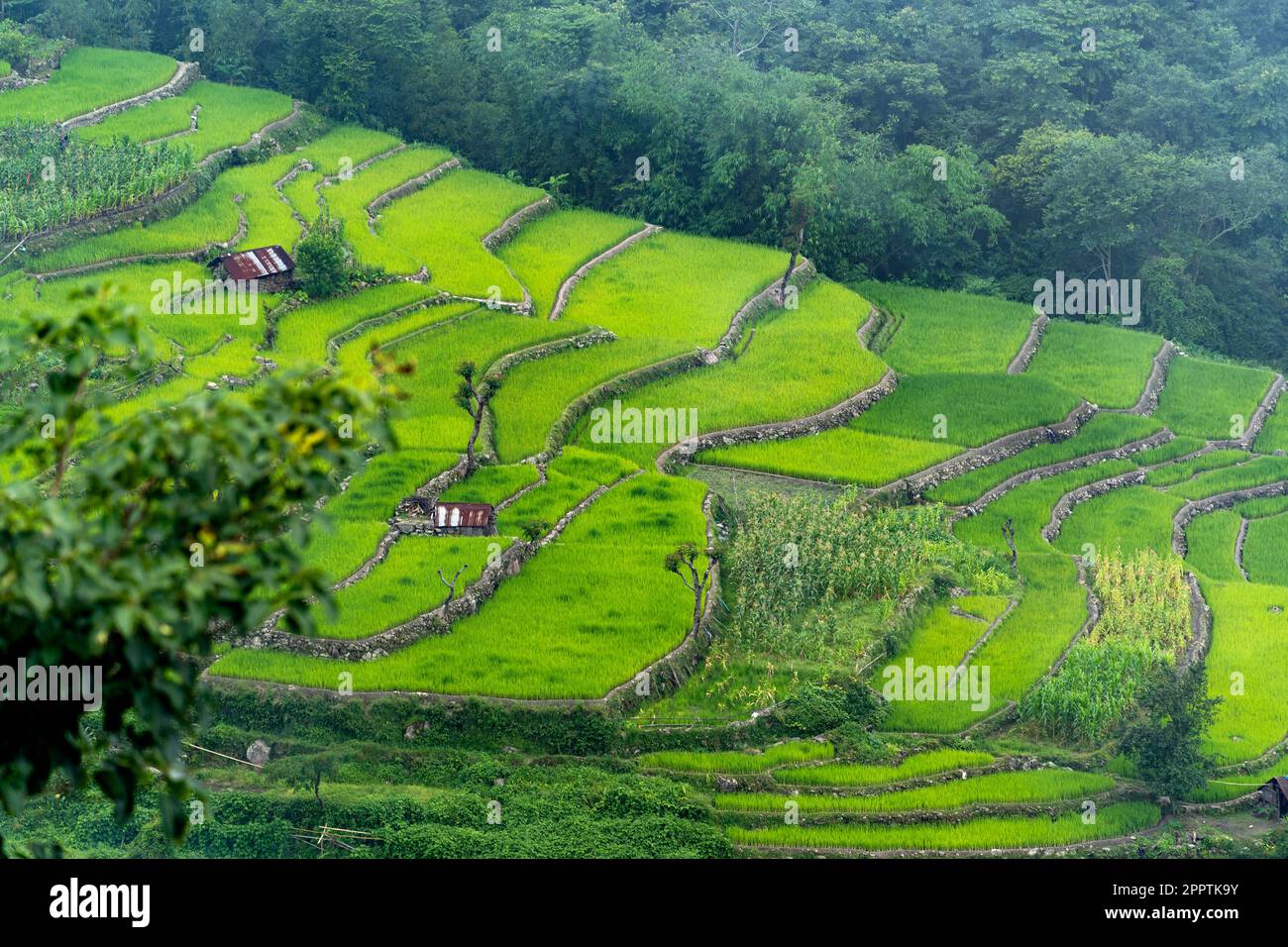 Terrace Paddy Fields, Khonoma Village, Nagaland, India. Khonoma, Asia’s ...