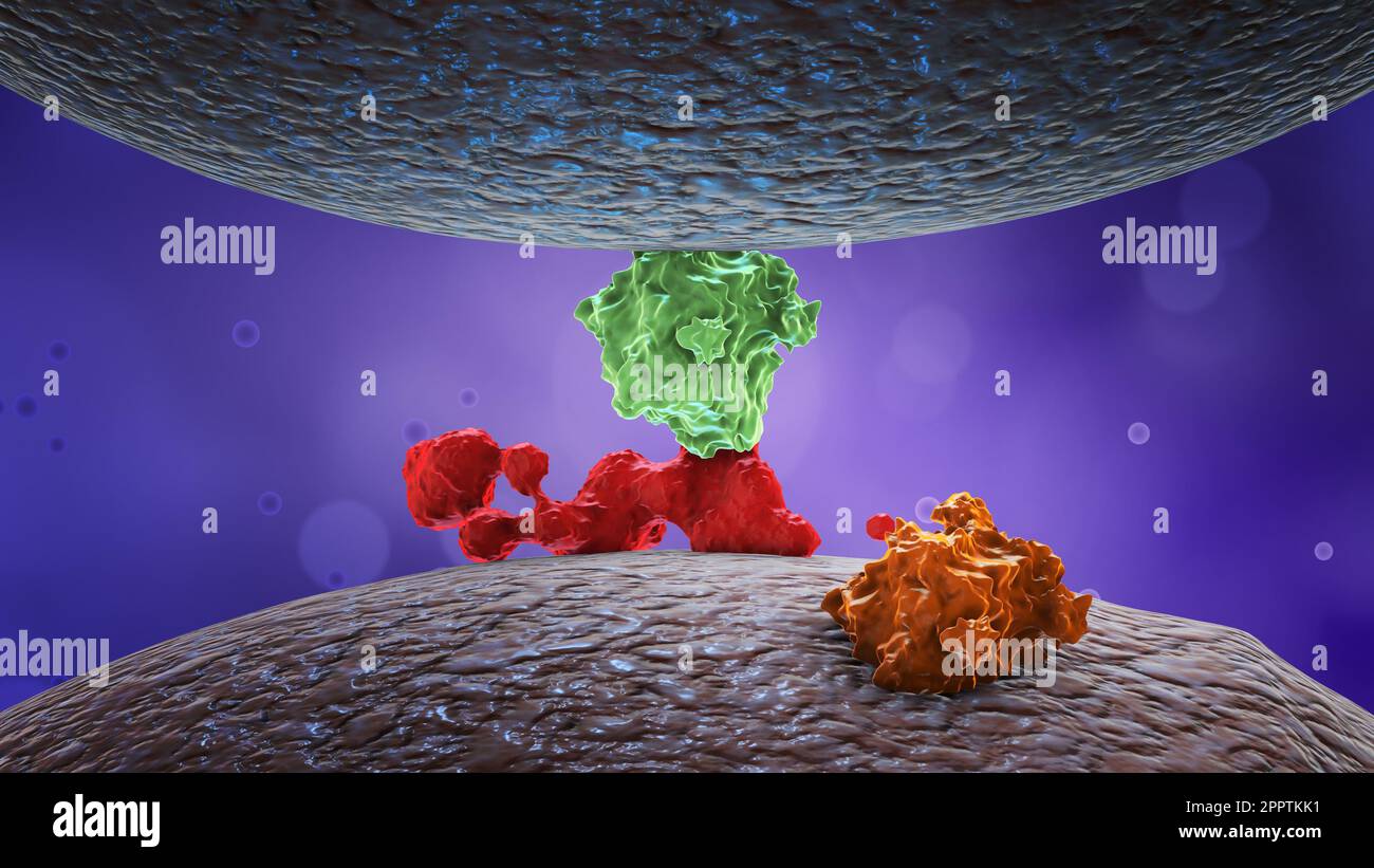 Cell membrane hires stock photography and images Alamy