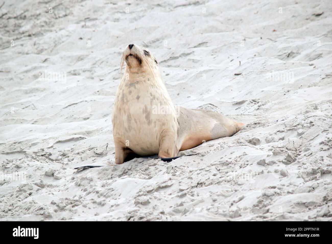 Sea lions are characterized by external ear flaps, long fore flippers, and a big chest and belly. They have short, thick fur, covering a thick layer o Stock Photo