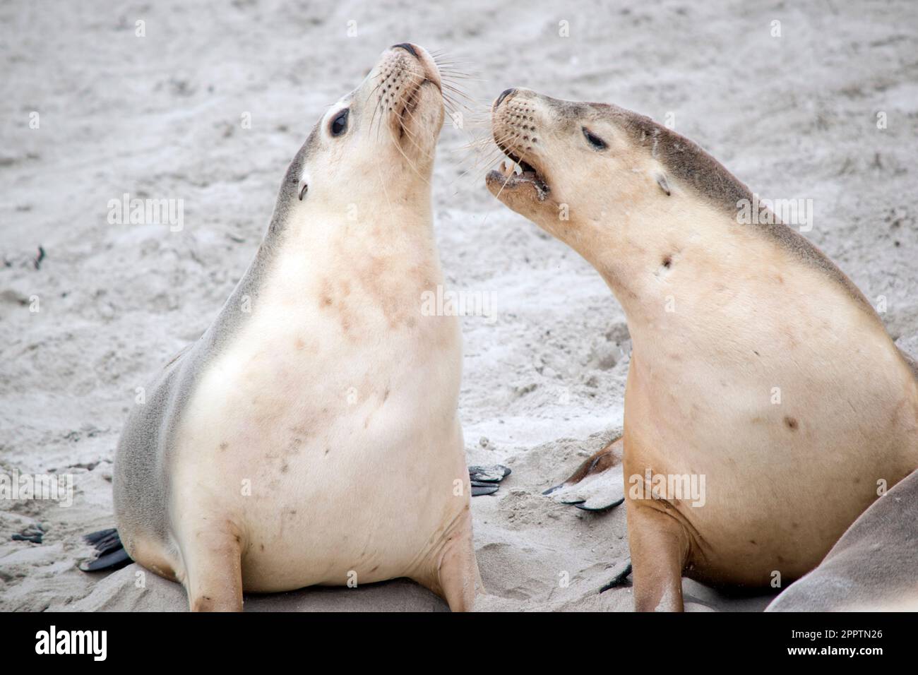 Sea lions are characterized by external ear flaps, long fore flippers, and a big chest and belly. They have short, thick fur, covering a thick layer o Stock Photo