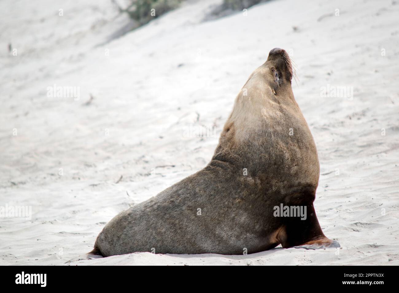 Sea lions are characterized by external ear flaps, long fore flippers, and a big chest and belly. They have short, thick fur, covering a thick layer o Stock Photo