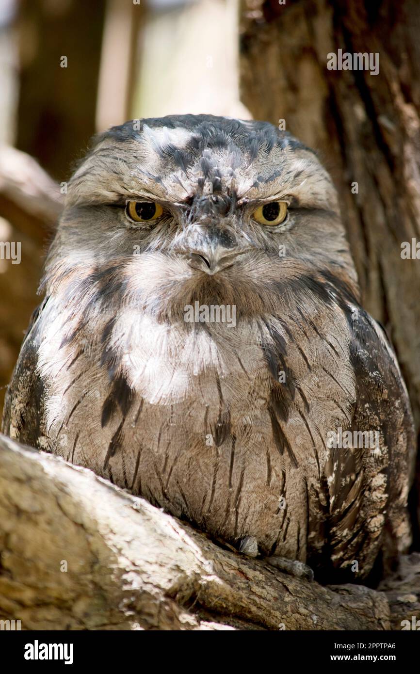 the tawny frogmouth  plumage is mottled grey, white, black and rufous – the feather patterns help them mimic dead tree branches. they have bright yell Stock Photo