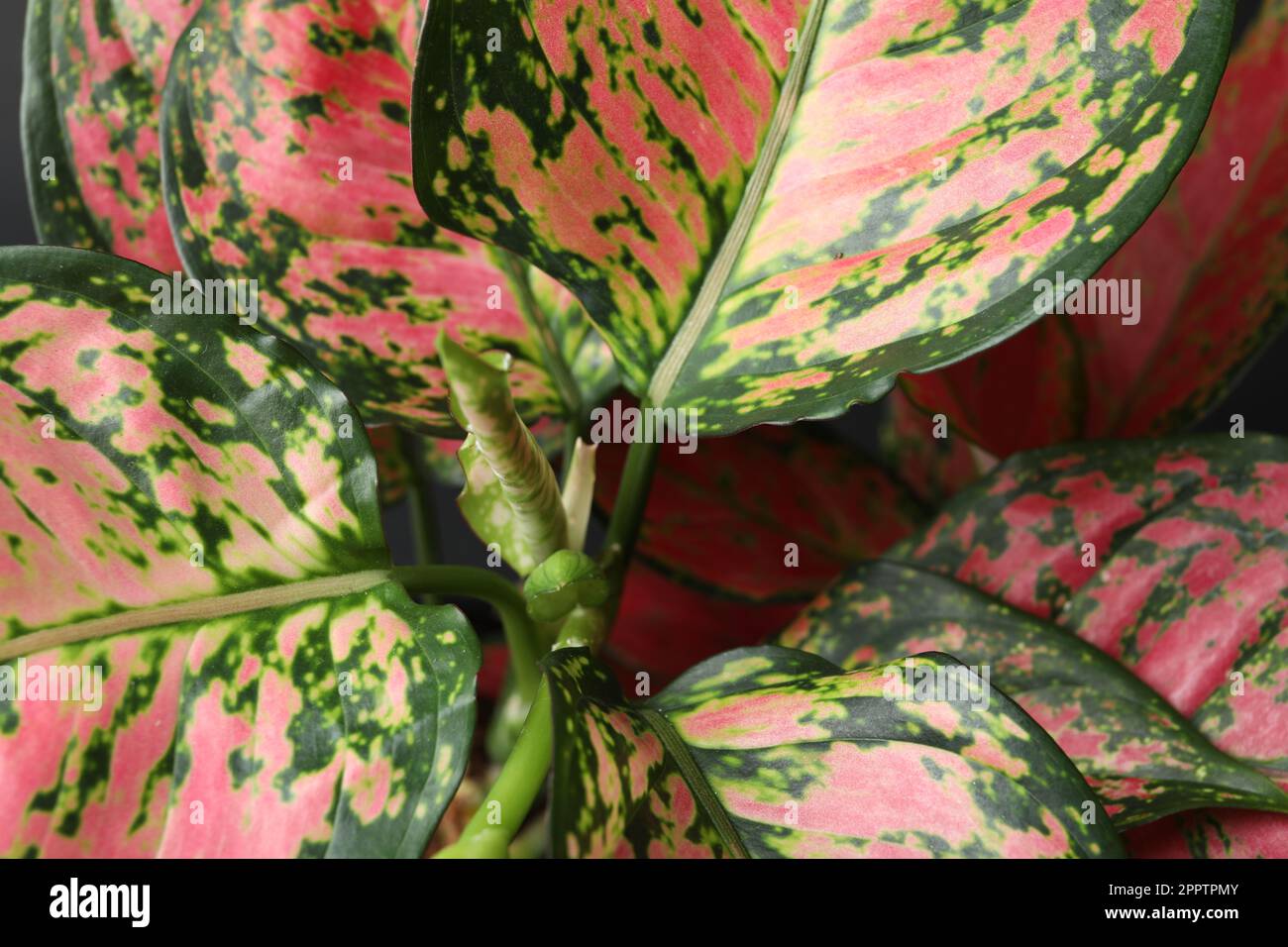 Aglaonema with beautiful leaves as background, closeup. Tropical plant  Stock Photo - Alamy