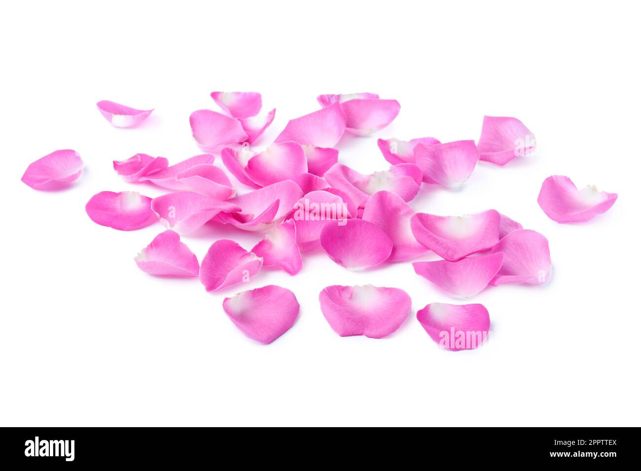 Many pink rose petals on white background Stock Photo - Alamy