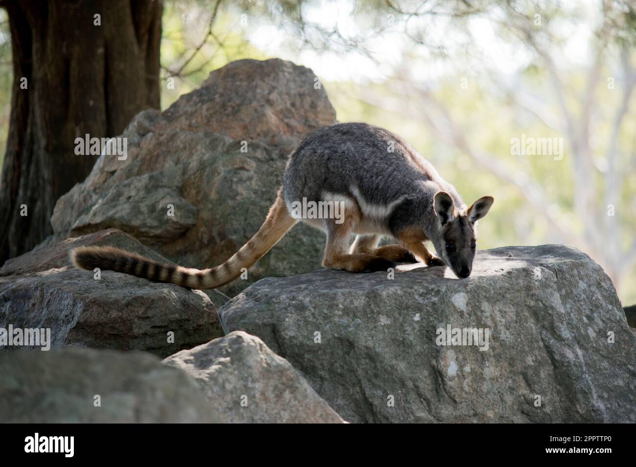 Black striped wallaby hires stock photography and images Alamy