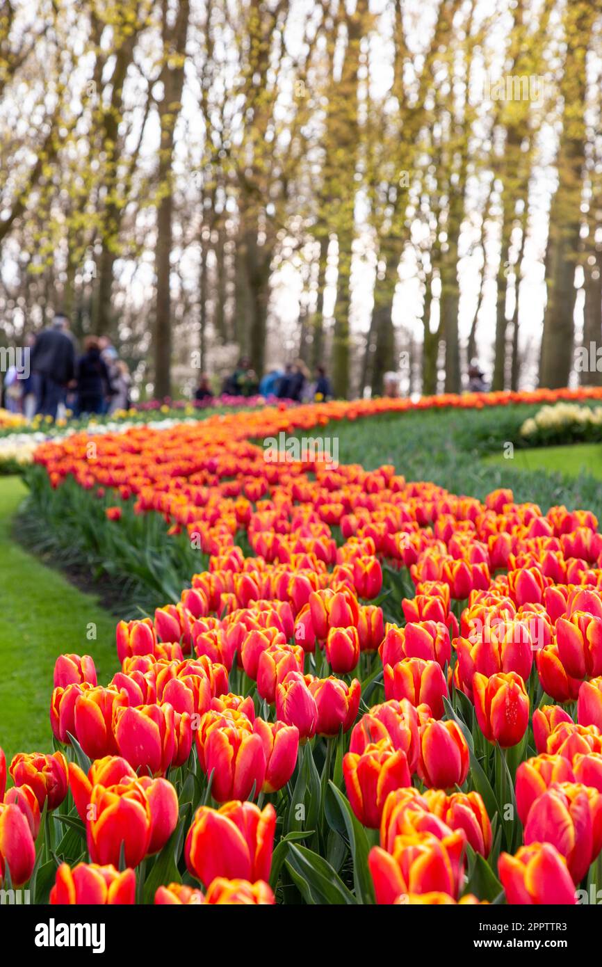 The beautiful tulips in the park Stock Photo - Alamy