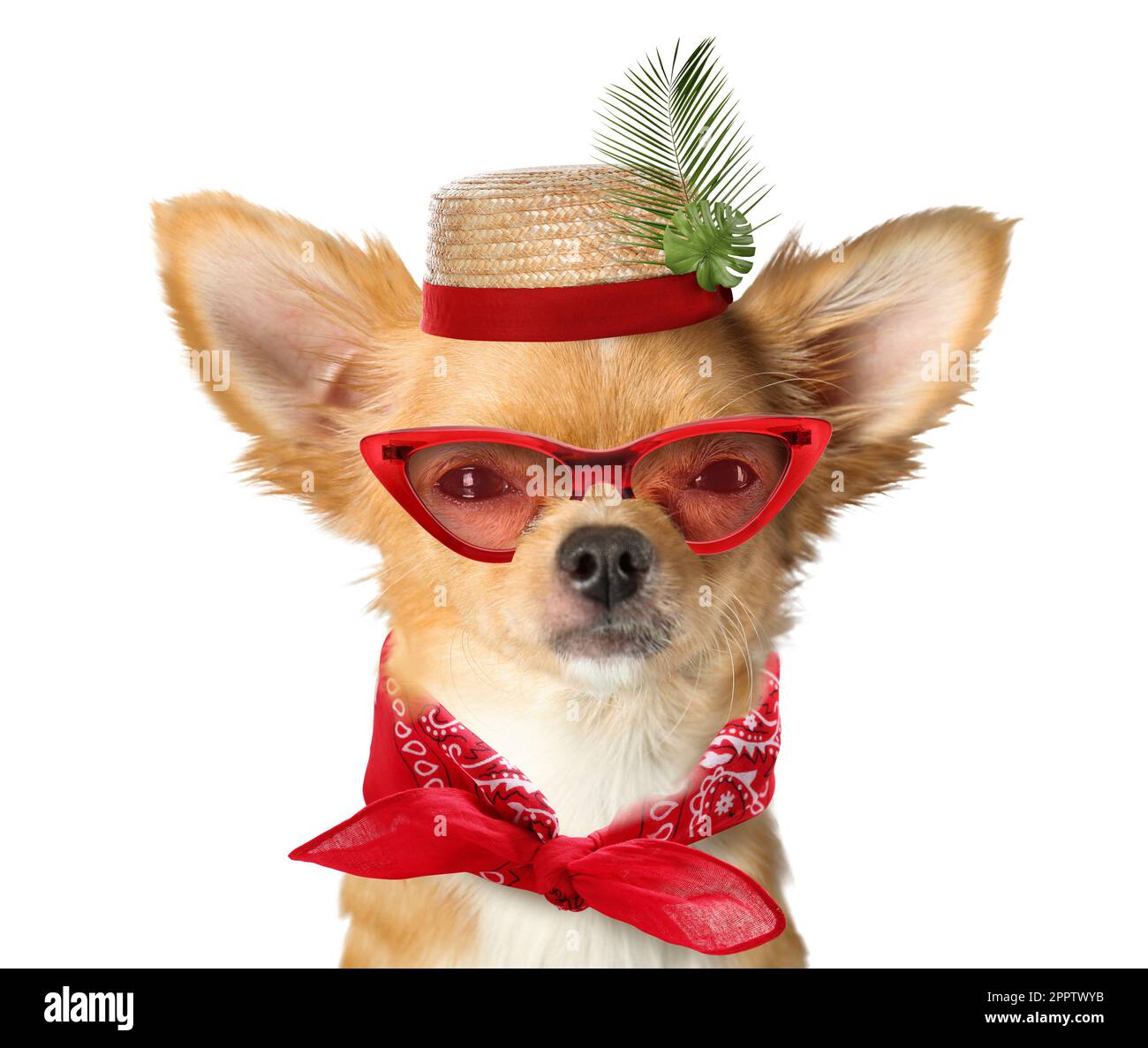 Cute dog in hat, sunglasses and tied bandana on white background