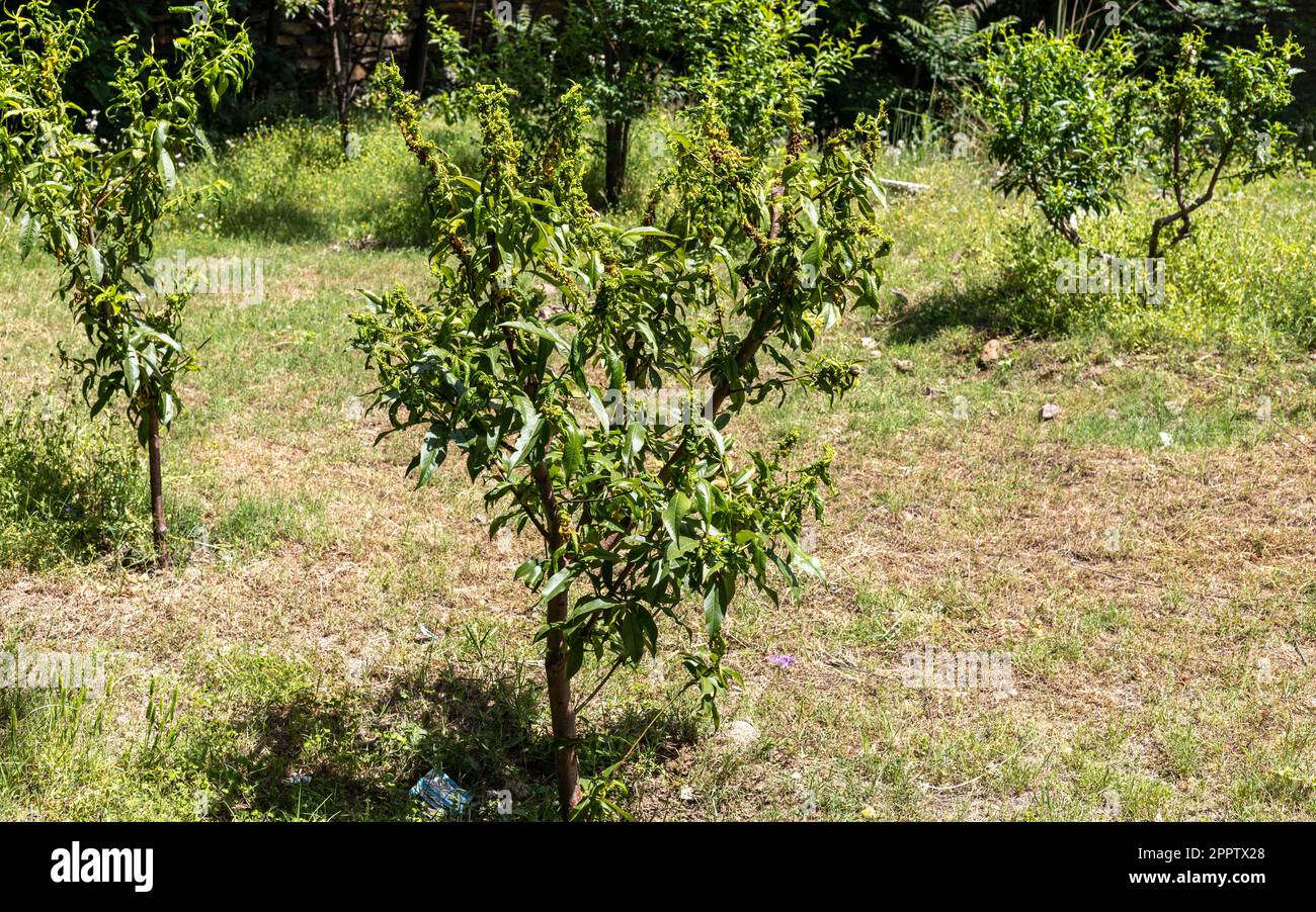 Peach fruit tree infected with leaf curl disease Stock Photo