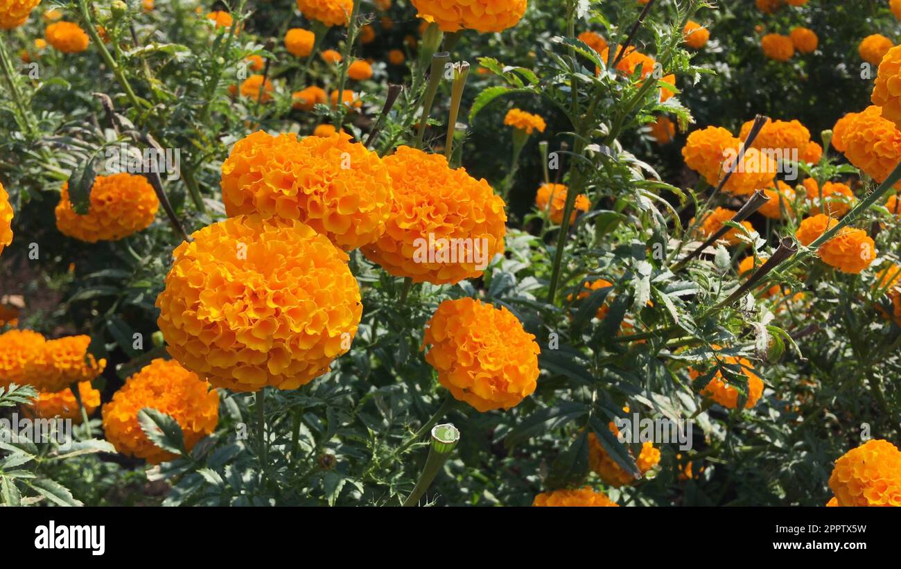 Beautiful marigold flower field with full blooming marigold Stock Photo Alamy
