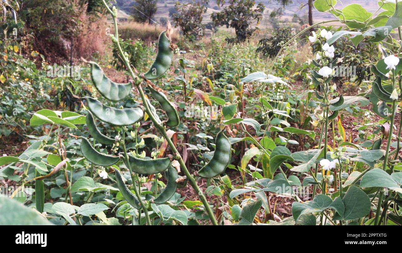 Lima bean pod strings agricultural field Stock Photo Alamy