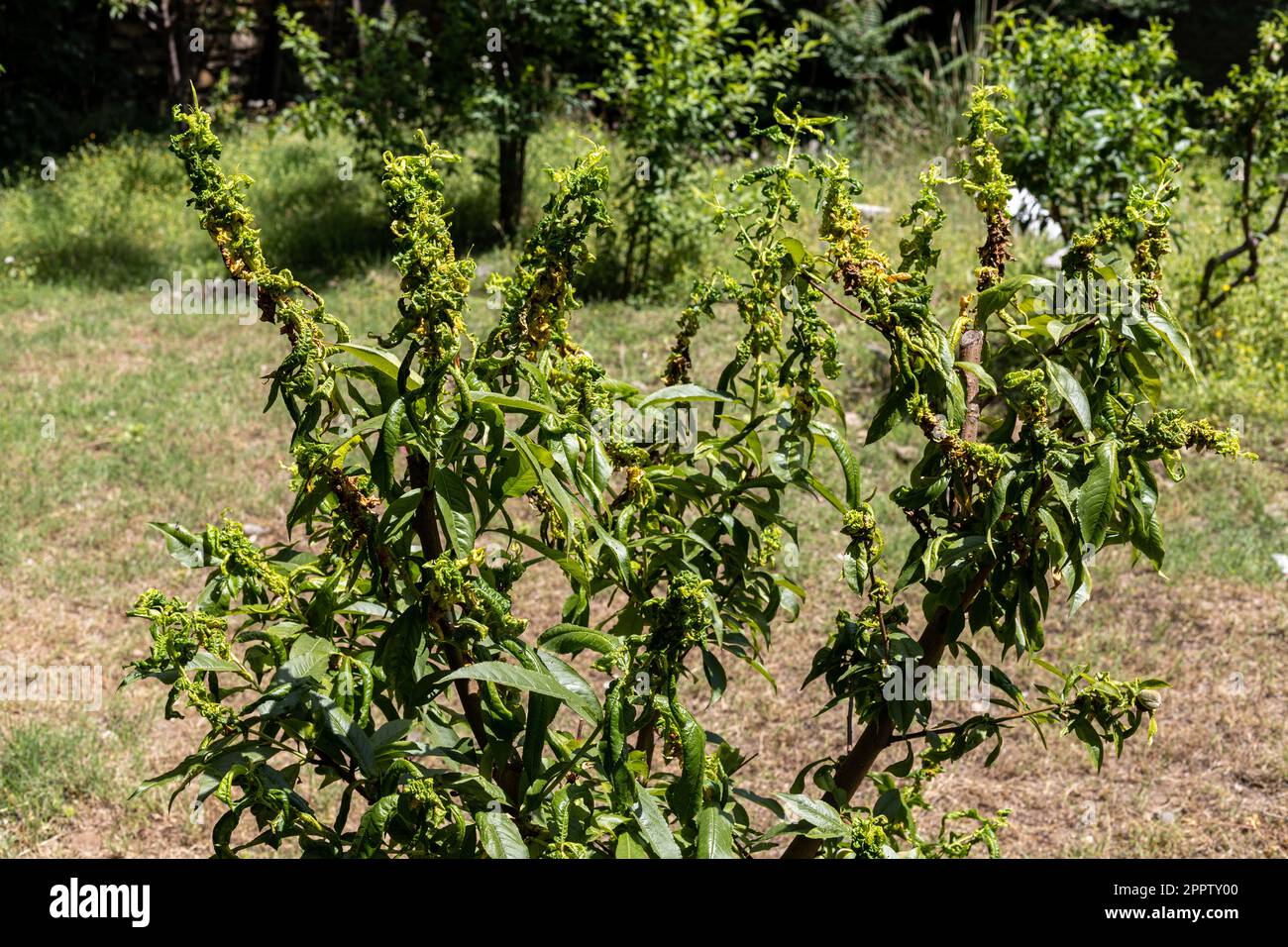 Peach leaf curl disease caused by the fungus Taphrina deformans infected and damages the leaves of the tree Stock Photo