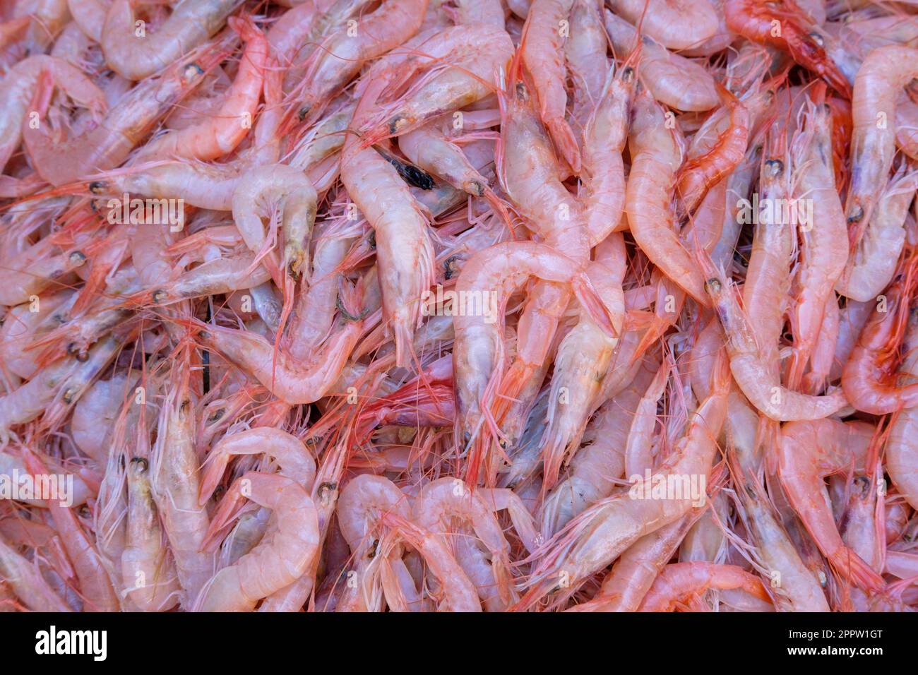 Tray of pink shrimp, deep-water rose shrimp, Parapenaeus longirostris, Catania, Sicily, Italy Stock Photo
