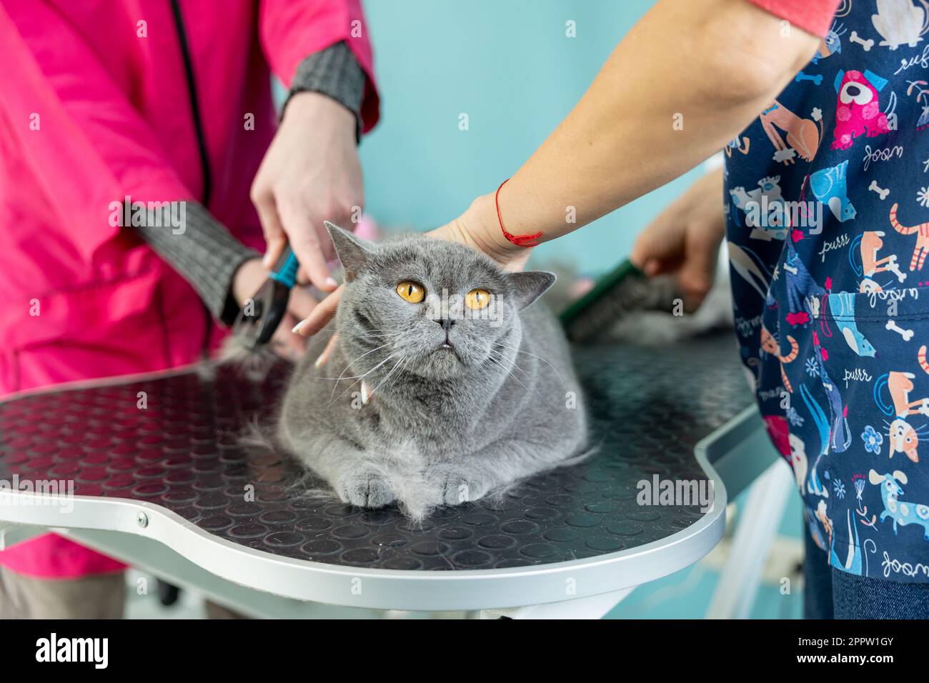 Curated visual reference: Fresh Look at Two Groomers Holding A Grey Cat Professional Groomers Brushing And