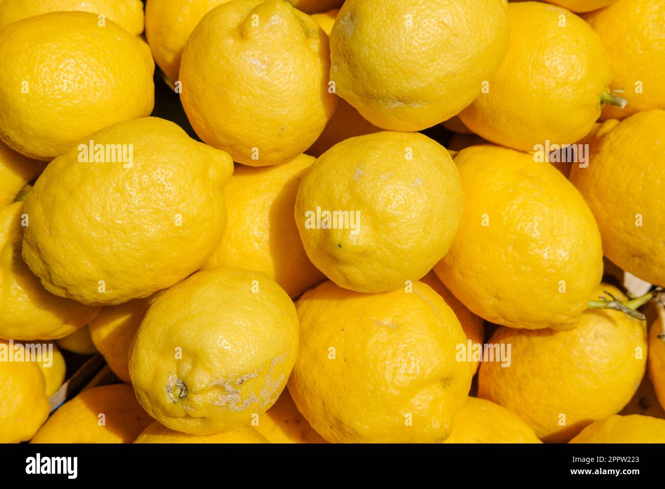 Tray of Monachello lemons, Citrus Lemon, Monachello, Sicily, Italy Stock Photo
