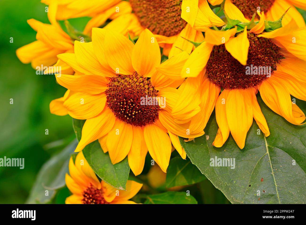 Sunflower grow in the wild Stock Photo Alamy