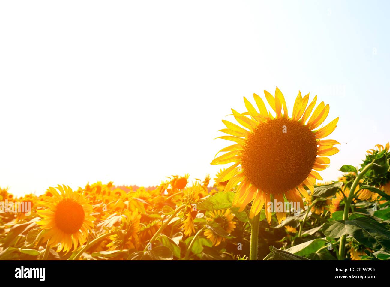 Sunflower grow in the wild Stock Photo Alamy