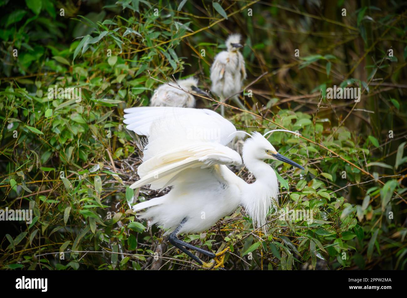 An adult baby egret dangles on a branch. There are four young birds in ...