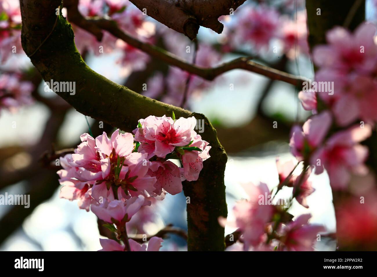 Peach Blossom Set main image 1