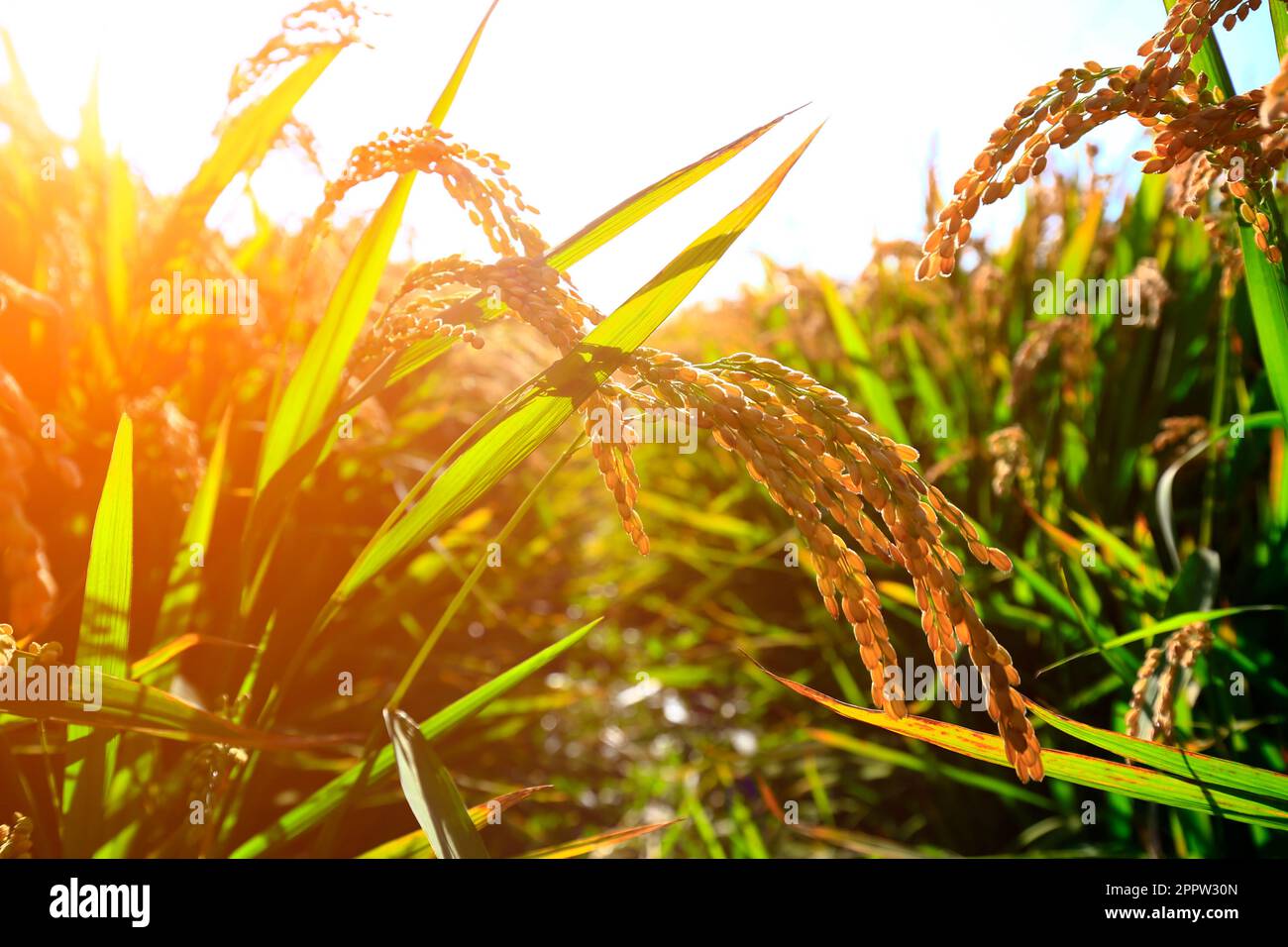 The autumn rice fields Stock Photo - Alamy