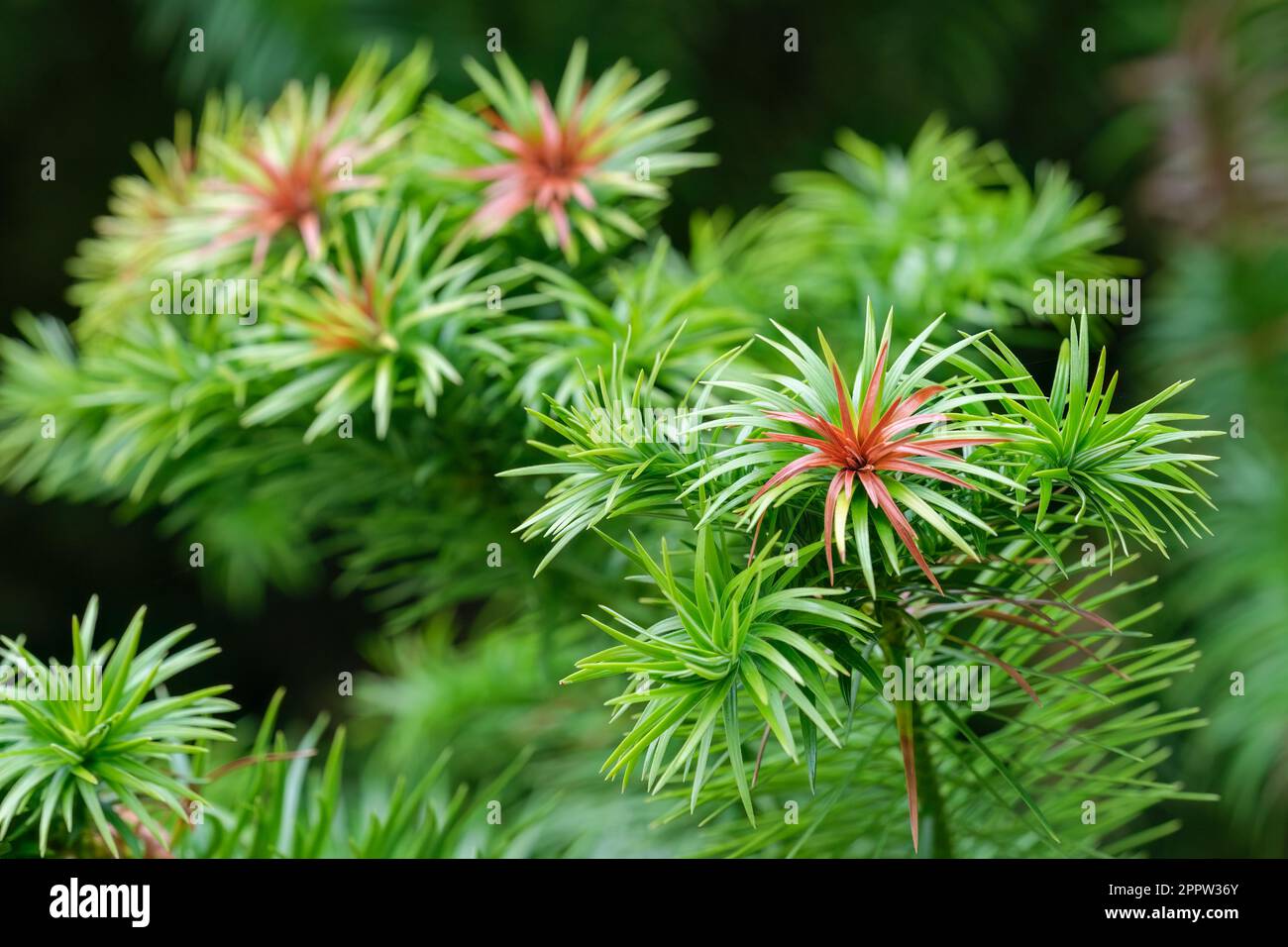 Cunninghamia lanceolata, Chinese fir, evergreen tree, needle-shaped leaves, whitish beneath Stock Photo