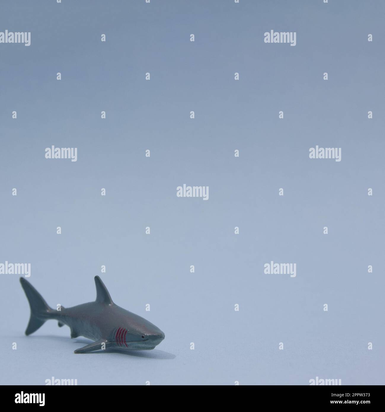 A shark is moving towards you on a blue background with copy space. Minimal wild life on sea scene. Stock Photo