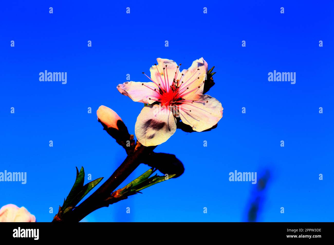 Peach blossom Stock Photo