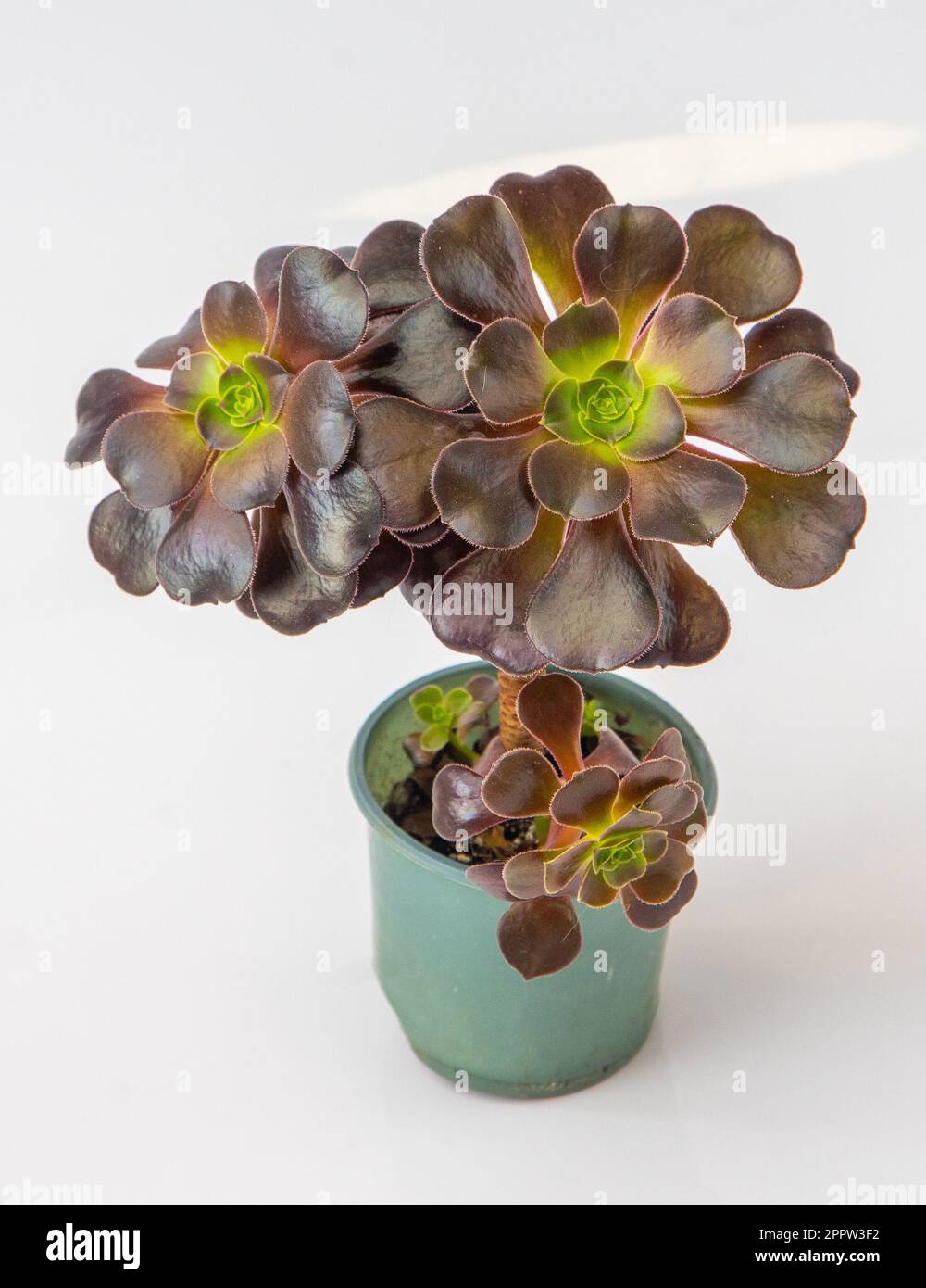 Pianta Grassa Aeonium Arboreum Nigrum In Vaso Di Ceramica, Pianta Vera Succulenta Nera, POWERS TO FLOWERS - 5