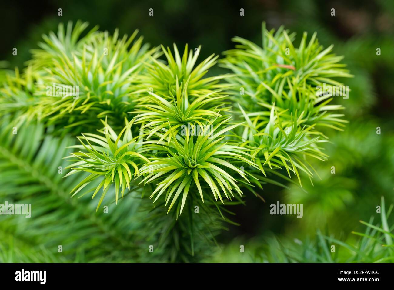 Cunninghamia lanceolata, Chinese fir, evergreen tree, needle-shaped leaves, whitish beneath Stock Photo