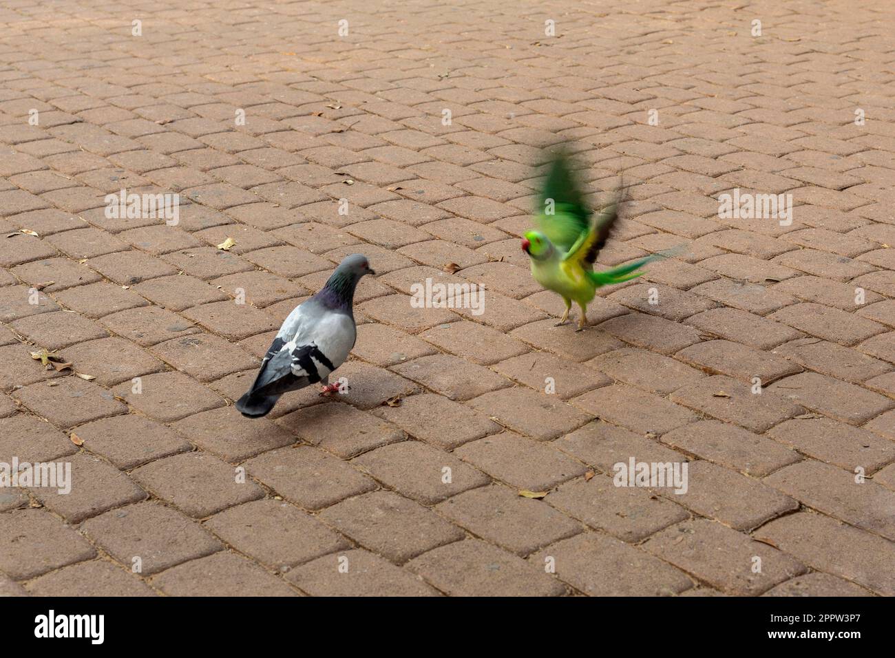 Parakeet flapping wings at pigeon on cobblestone Stock Photo