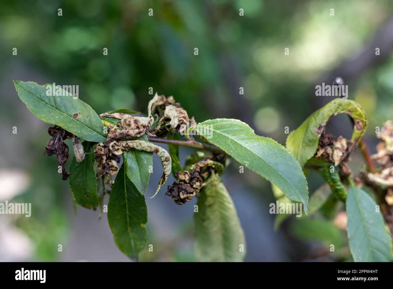 Peach tree with leaf curl taphrina deformans disease Stock Photo