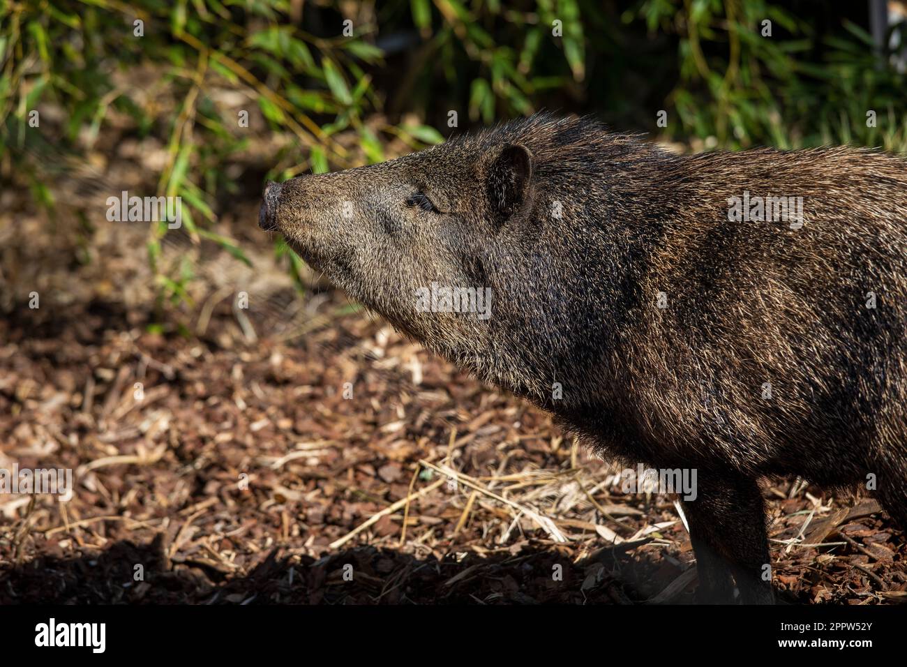 Profile skunk pig standing in sunlight Stock Photo