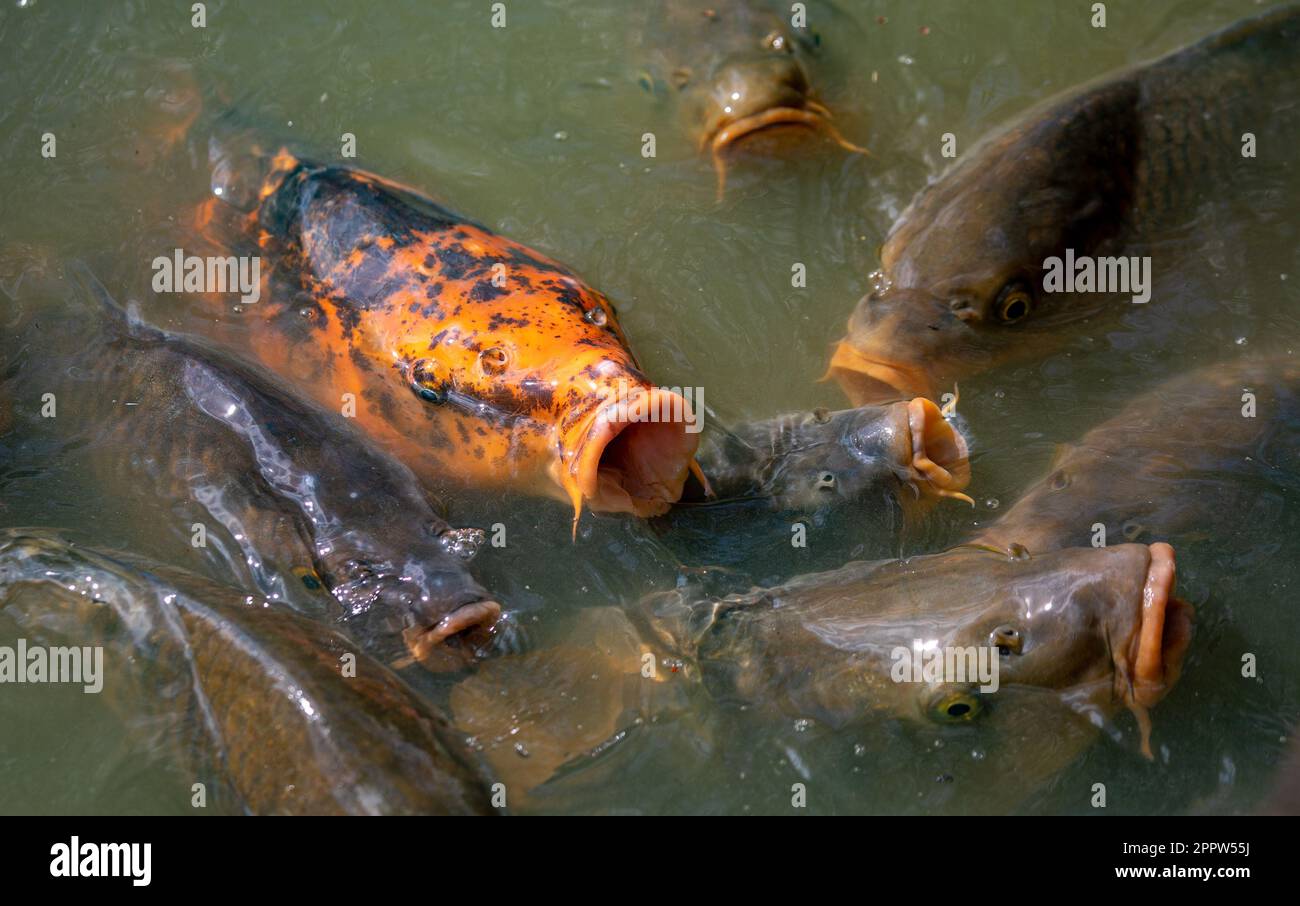 Shoal of Koi fish waiting for the feeding Stock Photo - Alamy