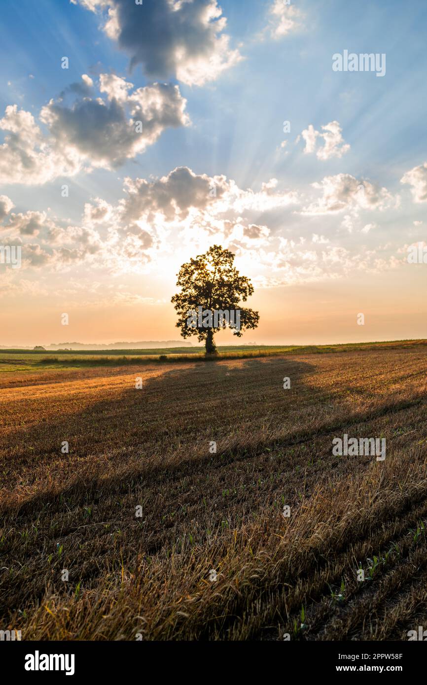 A single tree in a field at sunrise Stock Photo - Alamy