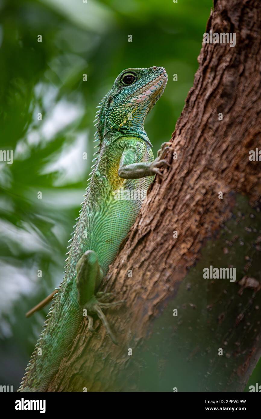Chinese Water Dragon - Physignathus cocincinus - Side view and closeup Stock Photo