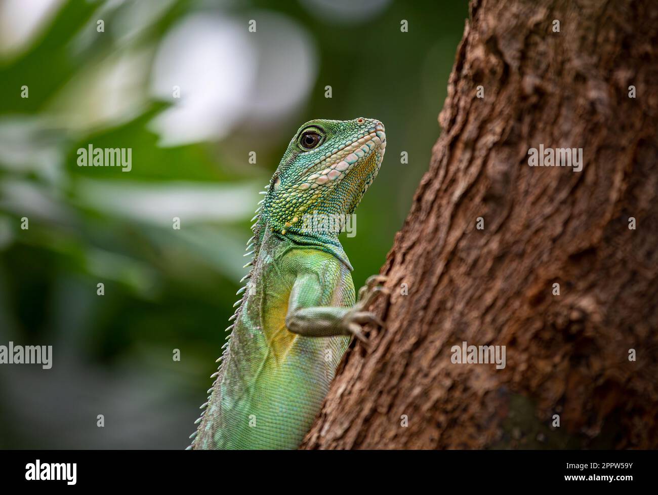 Chinese Water Dragon Physignathus cocincinus Side view and closeup