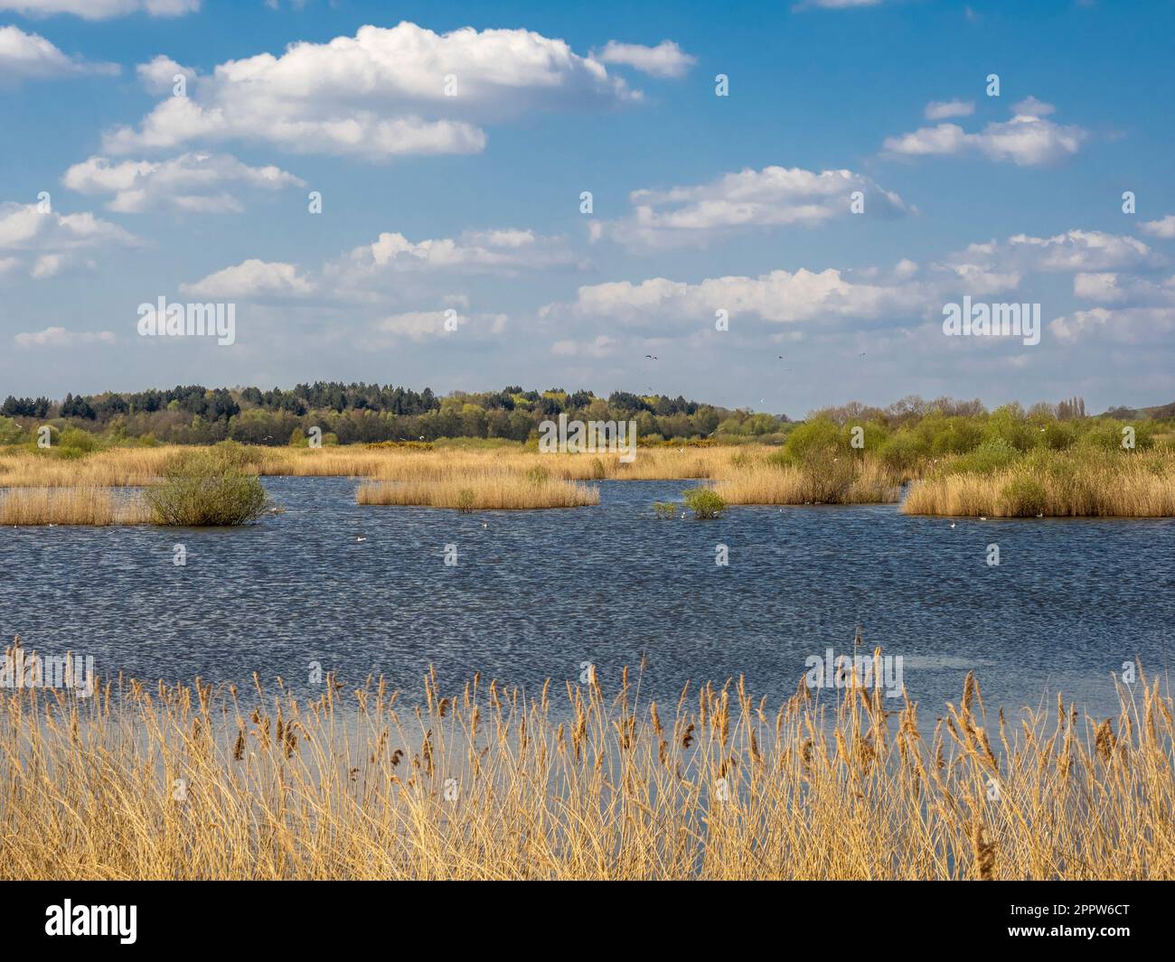 Golden seed heads being gently blown by the winds at the edge of a reedbed at St Aidan's Park, Leeds. West Yorkshire. UK Stock Photo