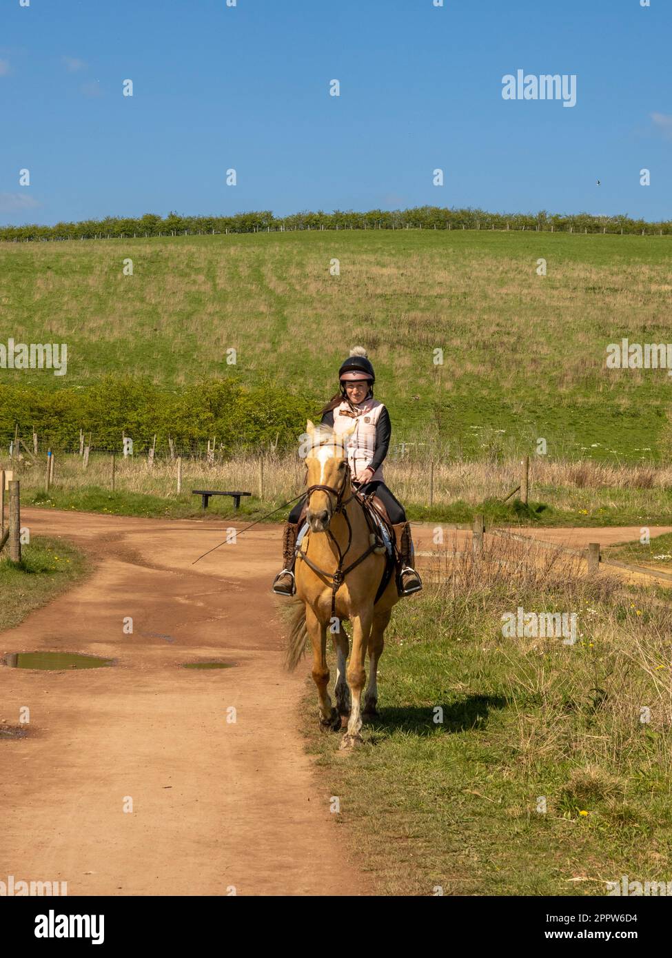 Palomino horse and rider on a track in St Aidan's Park, Leeds. Stock Photo